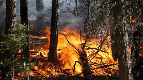 Dichiarazione dello stato di massima pericolosità per gli incendi boschivi su tutto il territorio della Regione Piemonte a partire dal giorno 8 luglio 2026 - Determina Dirigenziale del 05/07/2026